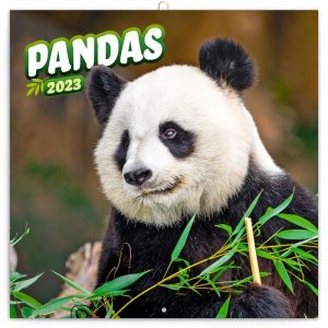 Kalendár 2023 poznámkový: Pandy, 30 × 30 cm - VÝPREDAJ