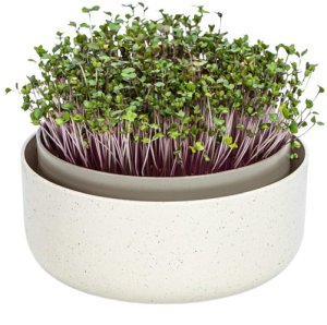 Plastia klíčiaca miska MICROGREENS - slonová kosť s kávovou usadeninou