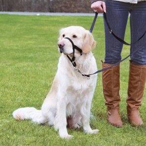 Postroj Trixie TOP TRAINER výcvikový M 27cm - VÝPREDAJ